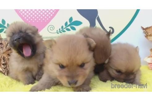 成約済の栃木県のポメラニアン-213940の1枚目